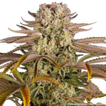 Pineapple Express - картинка 2