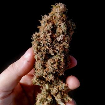 Dark Phoenix - картинка 7