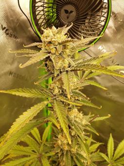 Total Cheese Auto (aka Super Cheese Auto) - картинка 5