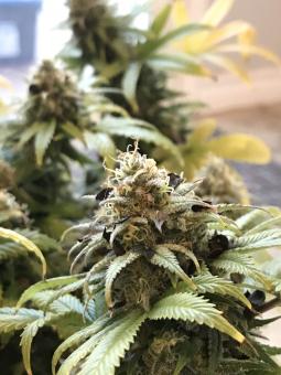 Holy Punch - картинка 5