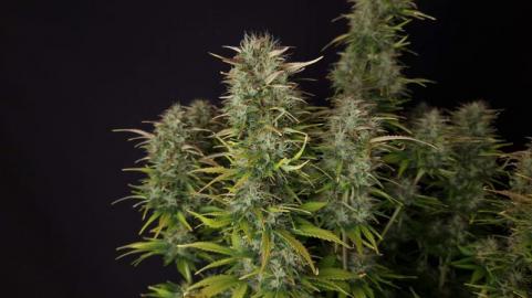 Niagara Auto - картинка 4