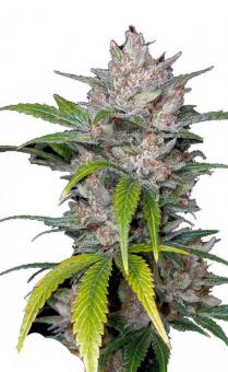 Auto Wappa - картинка 2