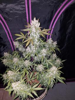 Girl Scout Cookies Auto - картинка 2