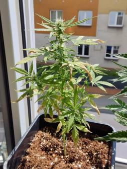 Rucu Cucu OG Auto - картинка 5