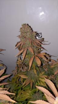 Jacky White - картинка 1