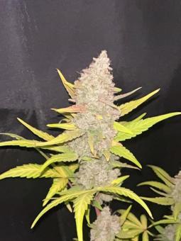 Purple Punch Auto - картинка 13