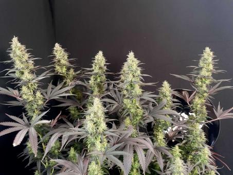 Black Lebanon - картинка 8