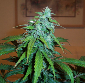 Lowryder Auto regular (IBL) - картинка 4