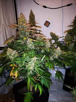 Serious Happiness - картинка 4