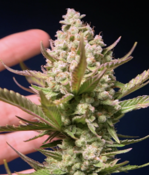 Studio 54 Stardust Auto - картинка 4