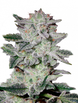 Sweet Valley Kush - картинка 2