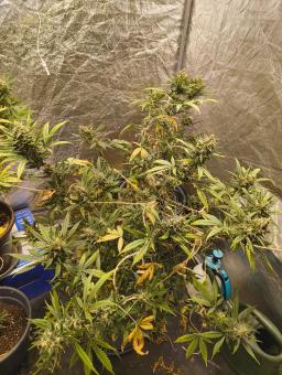 Auto Strawberry Banana genetics - картинка 2