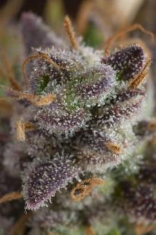 Cookies and Cream Auto - картинка 6