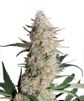 Critical Orange Punch - картинка 1