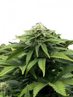 Super Critical - картинка 4