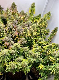 Malquerida - картинка 1