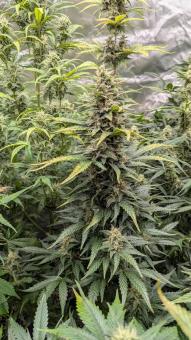 Auto Gorila - картинка 4