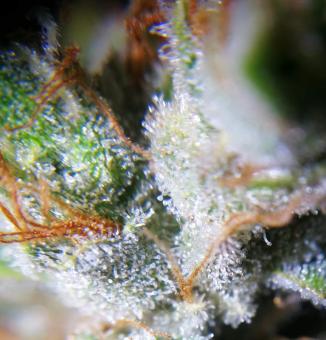 Sour Tangie Dawg - картинка 6