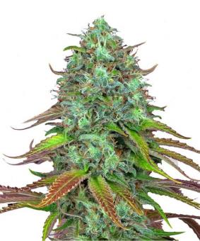 LSD Auto - картинка 1