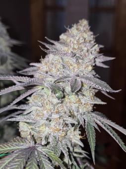 Do-Si-Dos - картинка 4