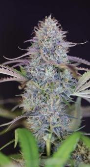 Guava x Gelato 41 Auto - картинка 2