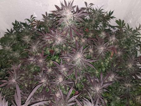 Kosher Haze - картинка 5