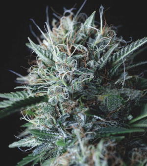 Wembley x Mendocino - картинка 1