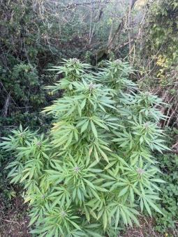 Passion #1 - картинка 6