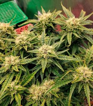 Bruce Banner Auto - картинка 2