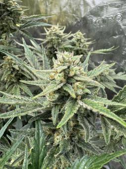 Kosher Cake Auto - картинка 1