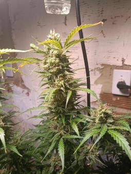 Cinderella Auto - картинка 2