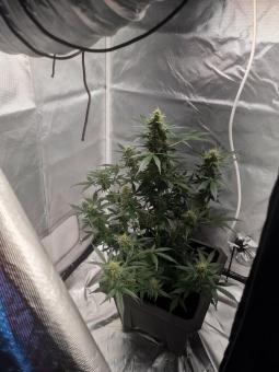 Il Diavolo Auto - картинка 4