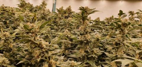 White Rhino - картинка 6