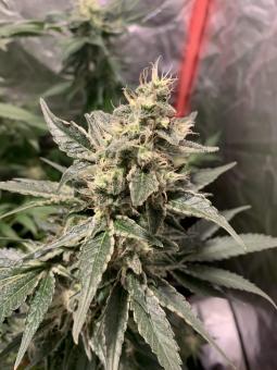 White Rhino - картинка 1