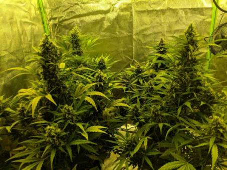 Girl Scout Cookies Auto - картинка 6