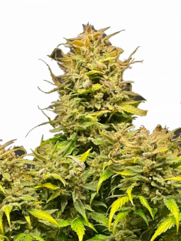 Fat Banana Auto - картинка 11