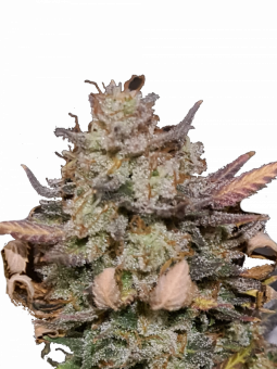 Tai Wood genetics - картинка 1