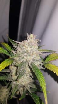 Mimosa Cake Auto - картинка 5