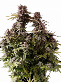 El Patron - картинка 12