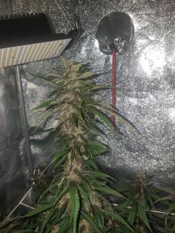 Auto Dark Purple - картинка 2