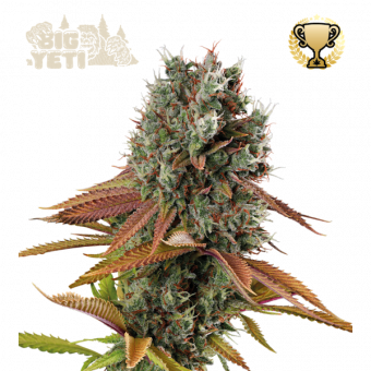 Big Yeti - картинка 1