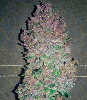 Bloody Skunk Auto - картинка 4