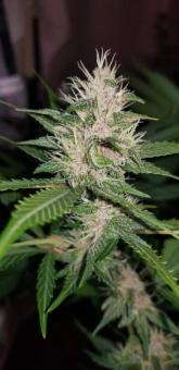 C4 Auto - картинка 6