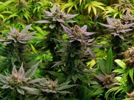 Glowstarz - картинка 3