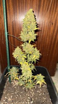 Sour Diesel Auto - картинка 4