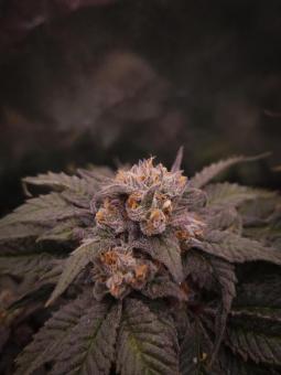 Lemonpaya - картинка 1