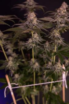 Milky Dreams - картинка 2