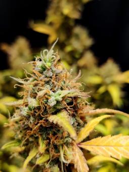 Northern Light Blue Auto - картинка 2