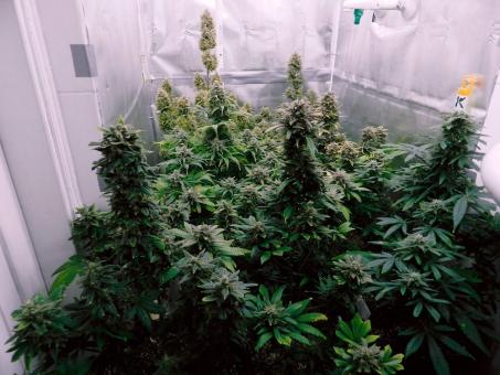 Jack 47 XL Auto - картинка 8