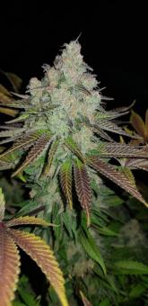 DC Kush - картинка 3